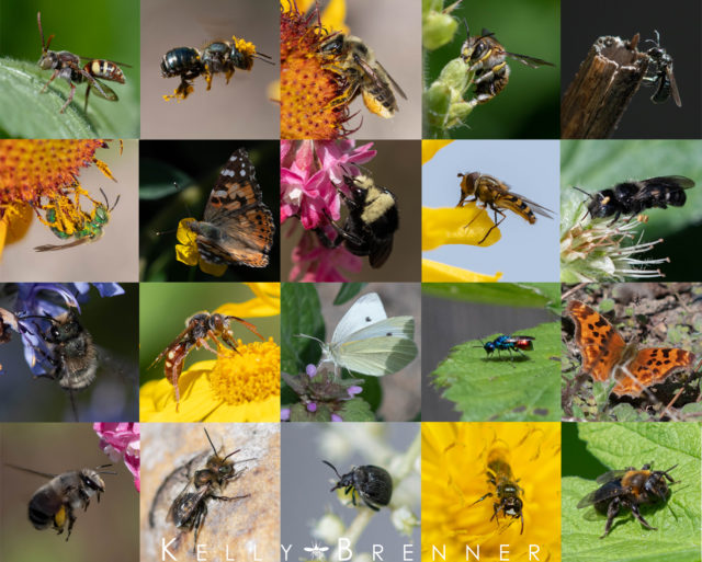 Pollinator Week – Kelly Brenner