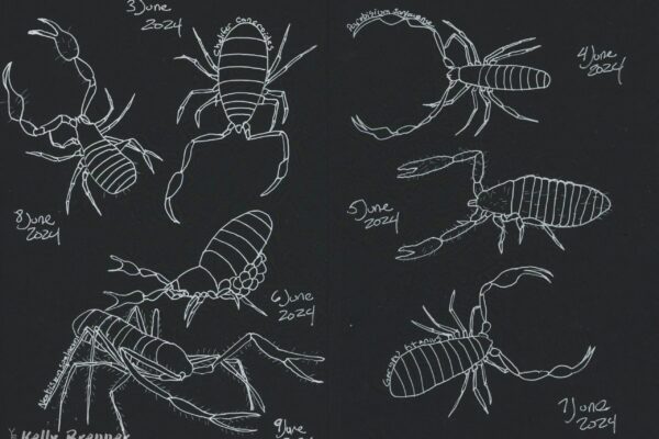 Pseudoscorpions