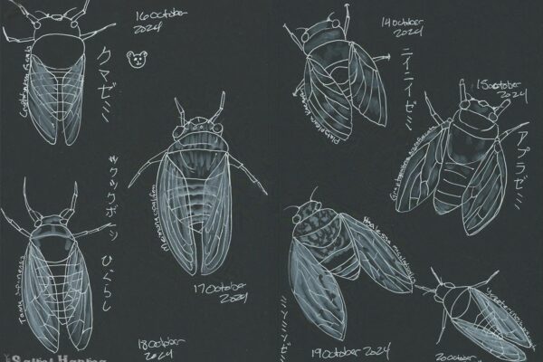 Japanese Cicadas